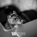 169/365 – Cortex