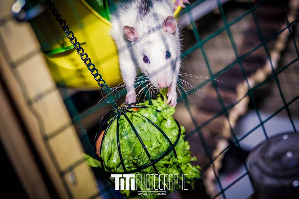 165/365 – A l’attaque