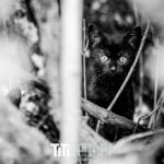 164/365 – Inna di Jungle