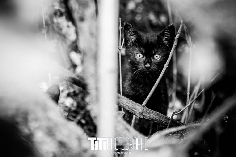 164/365 – Inna di Jungle