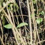157/365 – Dans la jungle