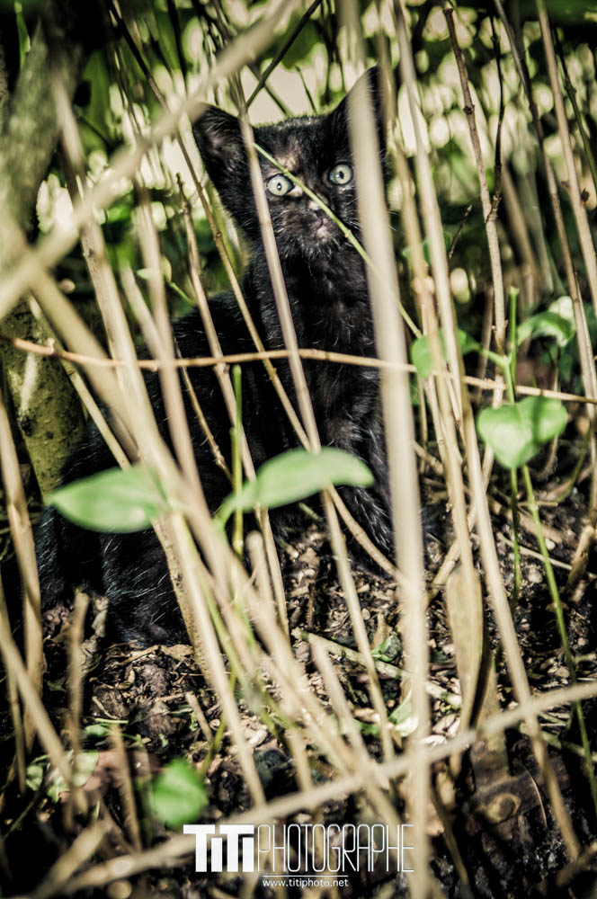 157/365 – Dans la jungle