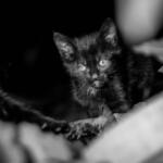 179/365 – Tiger