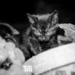 181/365 – Cat