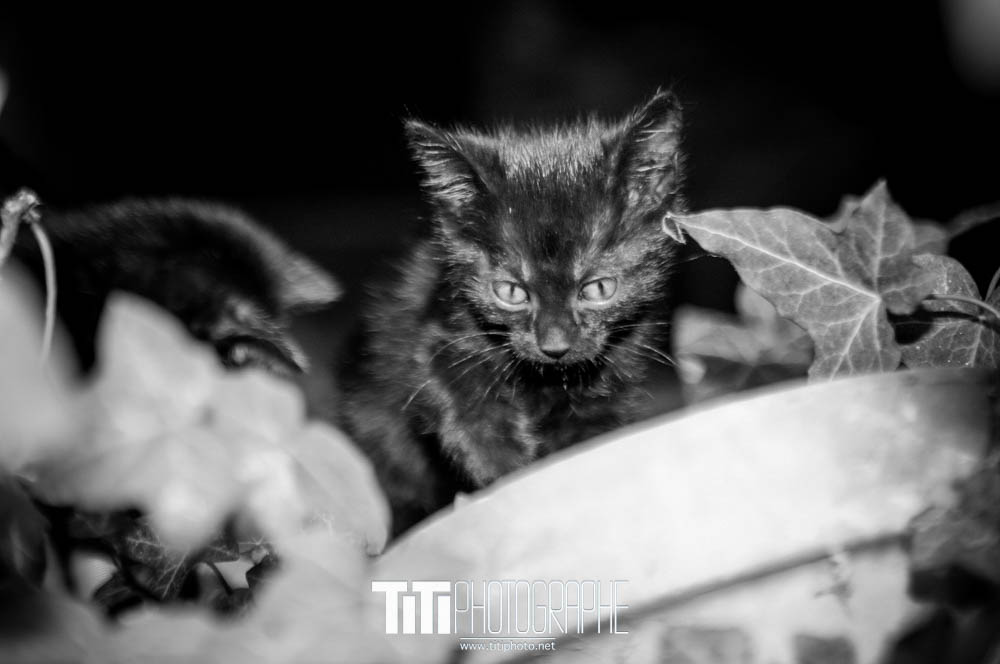 181/365 – Cat