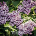 187/365 – Lilas