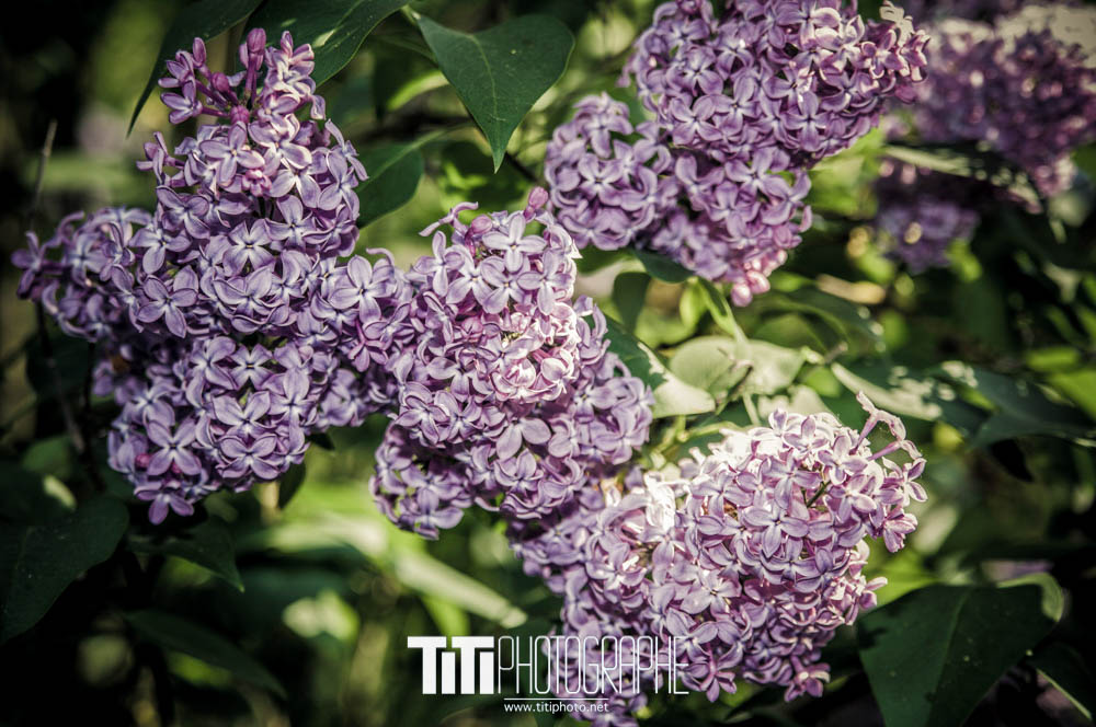 187/365 – Lilas