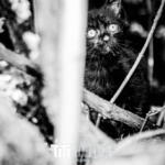 188/365 – Je me cache