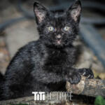 192/365 – Maou