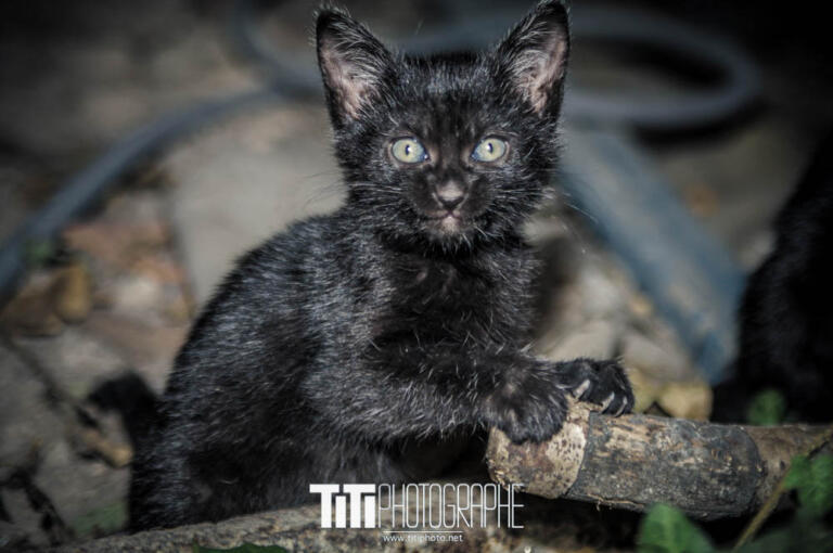 192/365 – Maou