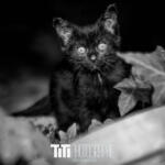 194/365 – …Avec ces chats ?
