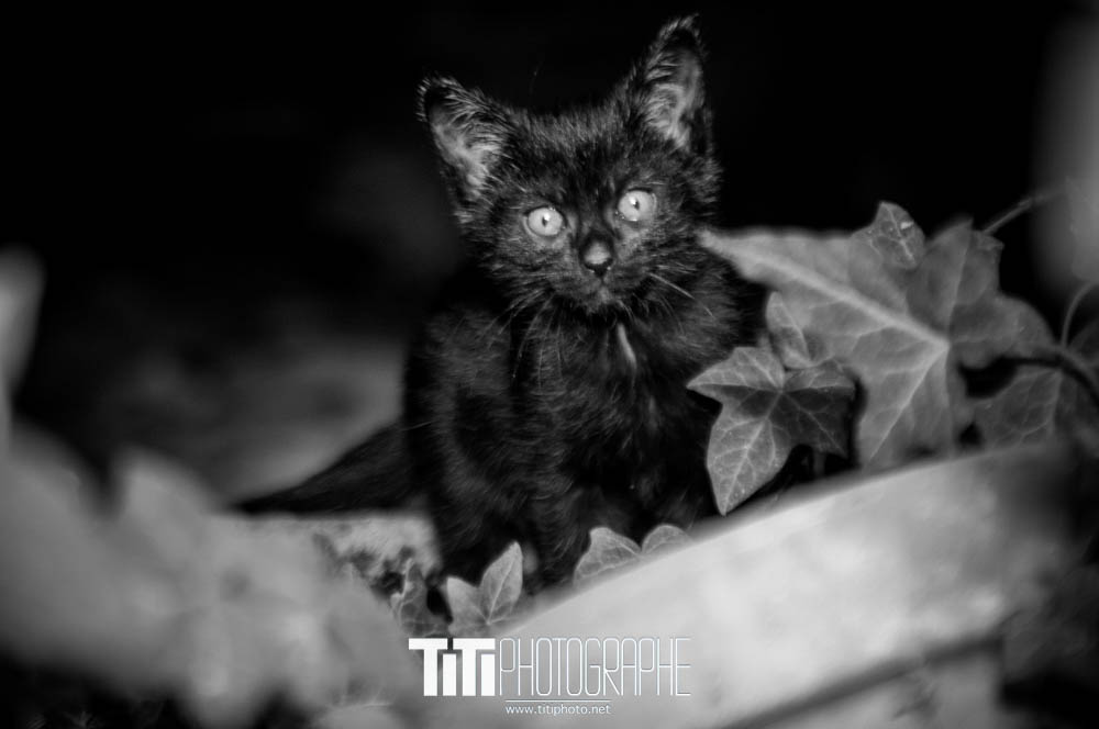 194/365 – …Avec ces chats ?