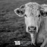 201/365 – Meuh
