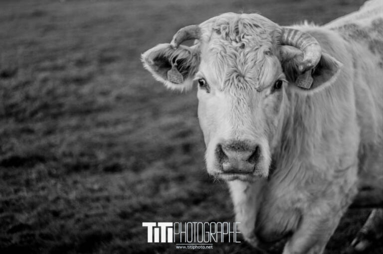 201/365 – Meuh