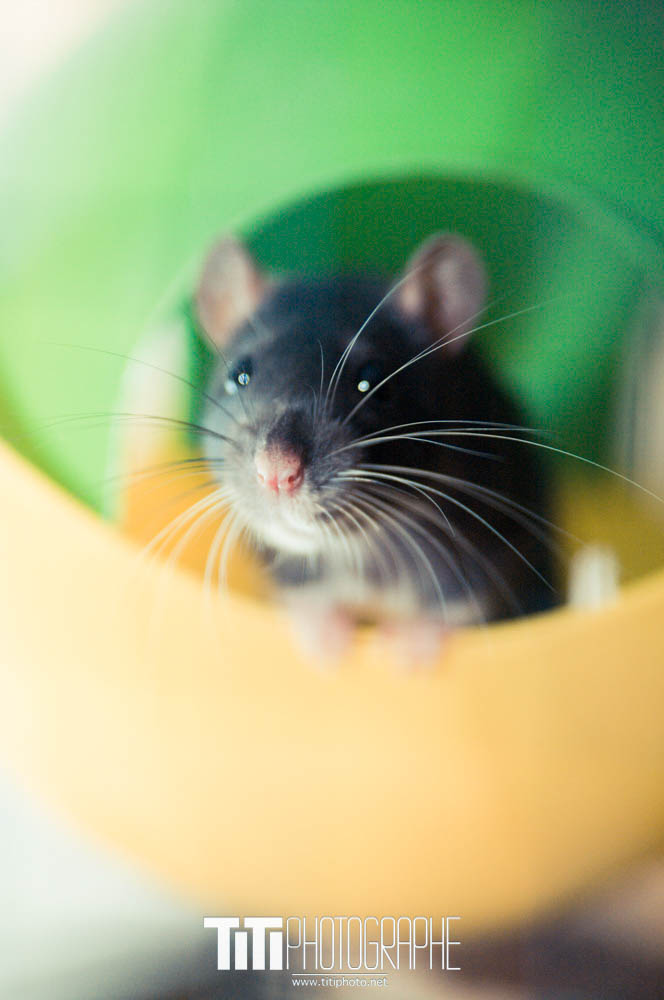 228/365 – Qui c’est ?