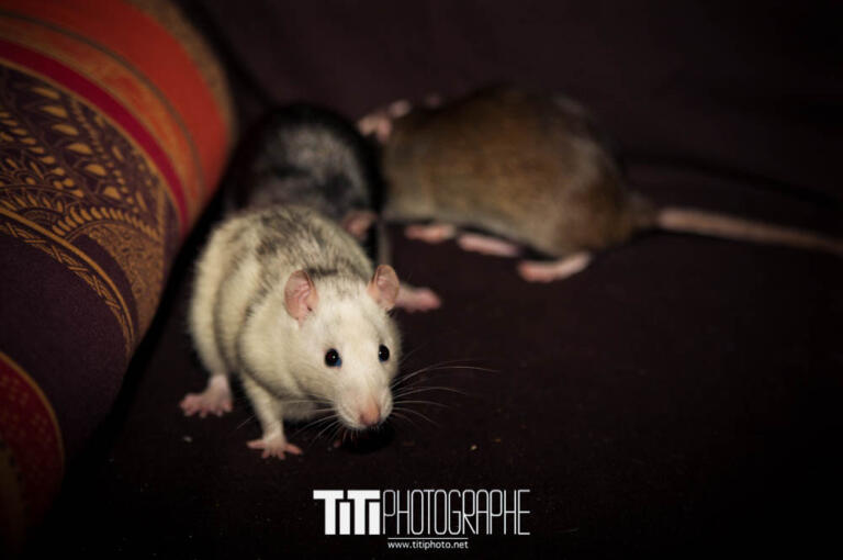 220/365 – Meute