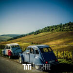 320/365 – Vignoble