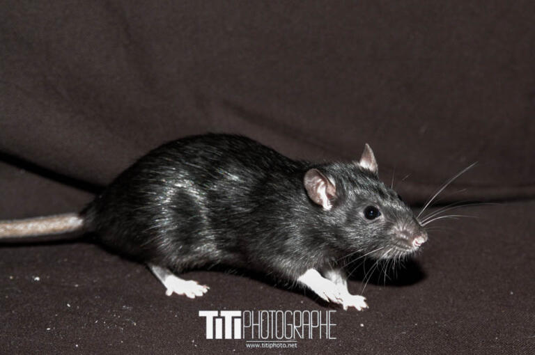 335/365 – Patcha