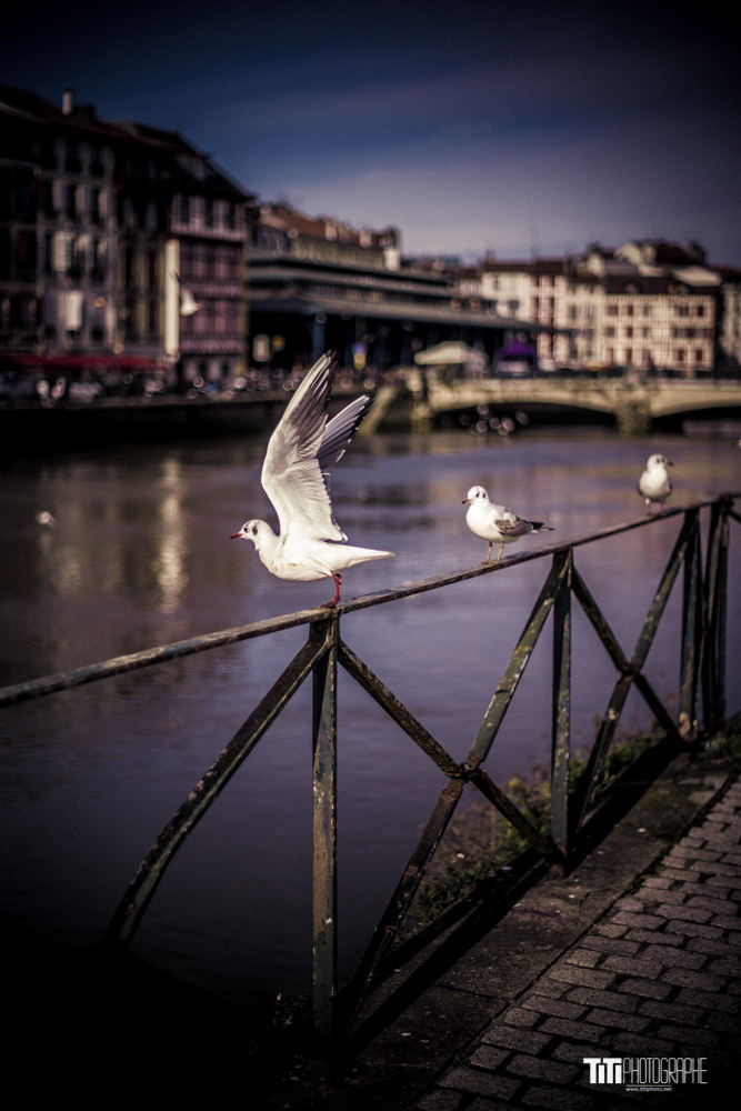 ARTISTE-Grenoble-2018-Sylvain SABARD